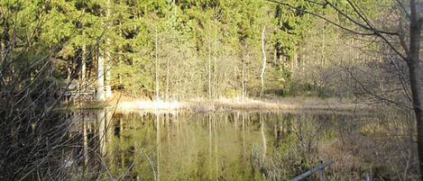 A natural landscape with a body of water surrounded by trees.