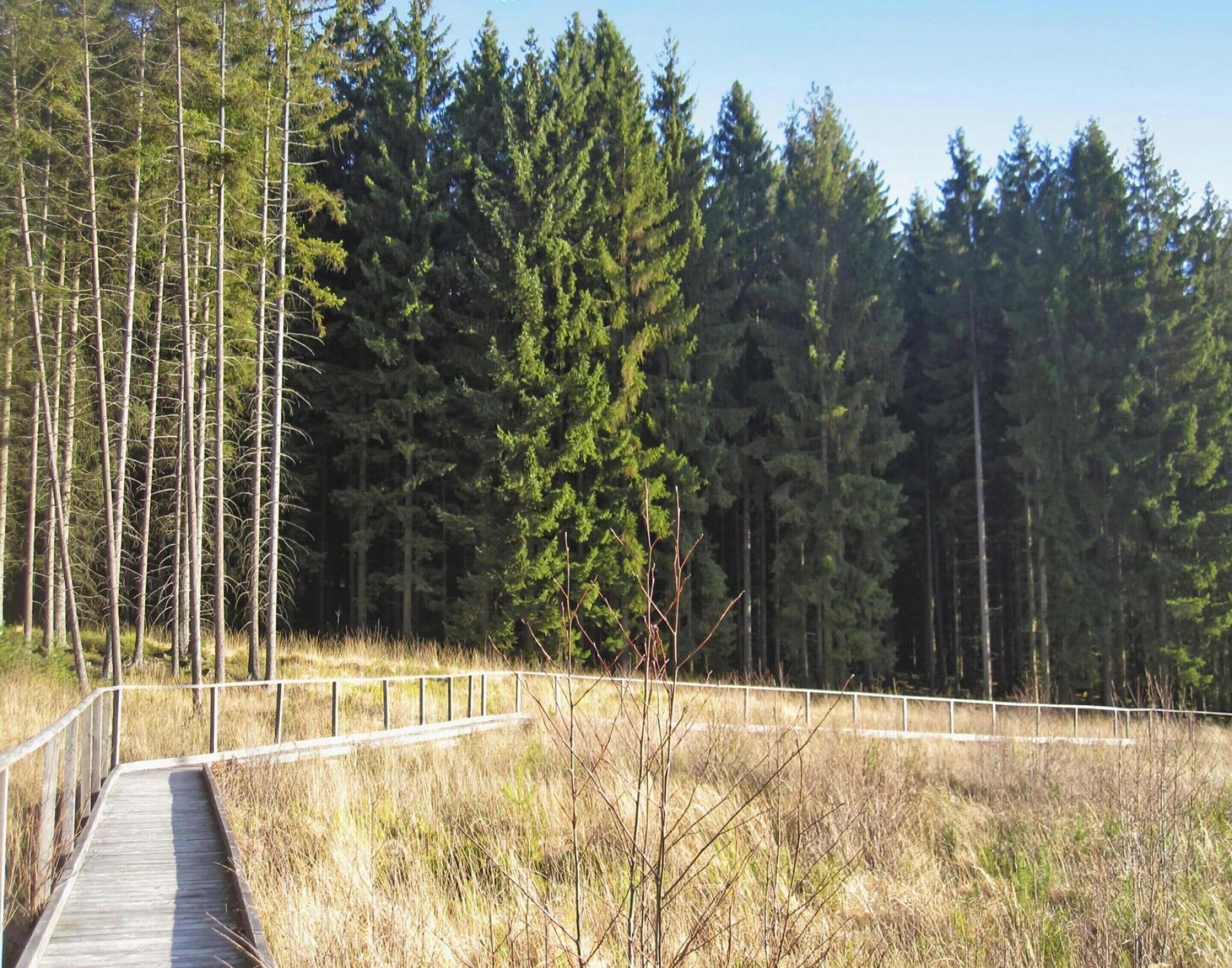 Une promenade en bois traverse une zone boisée, bordée de grands arbres, et une rambarde métallique longe le sentier.