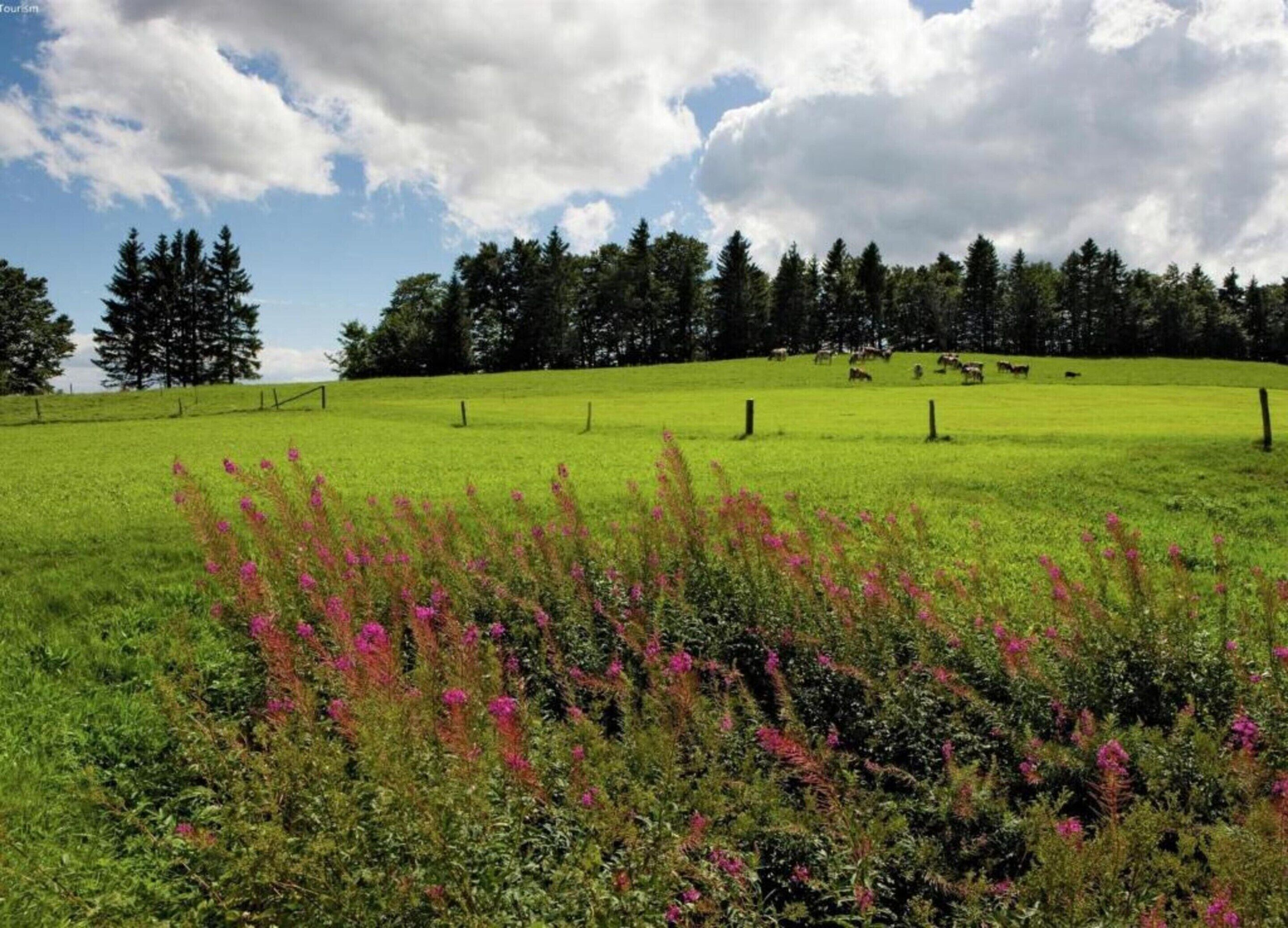 A green field with cattle and trees in the background.
