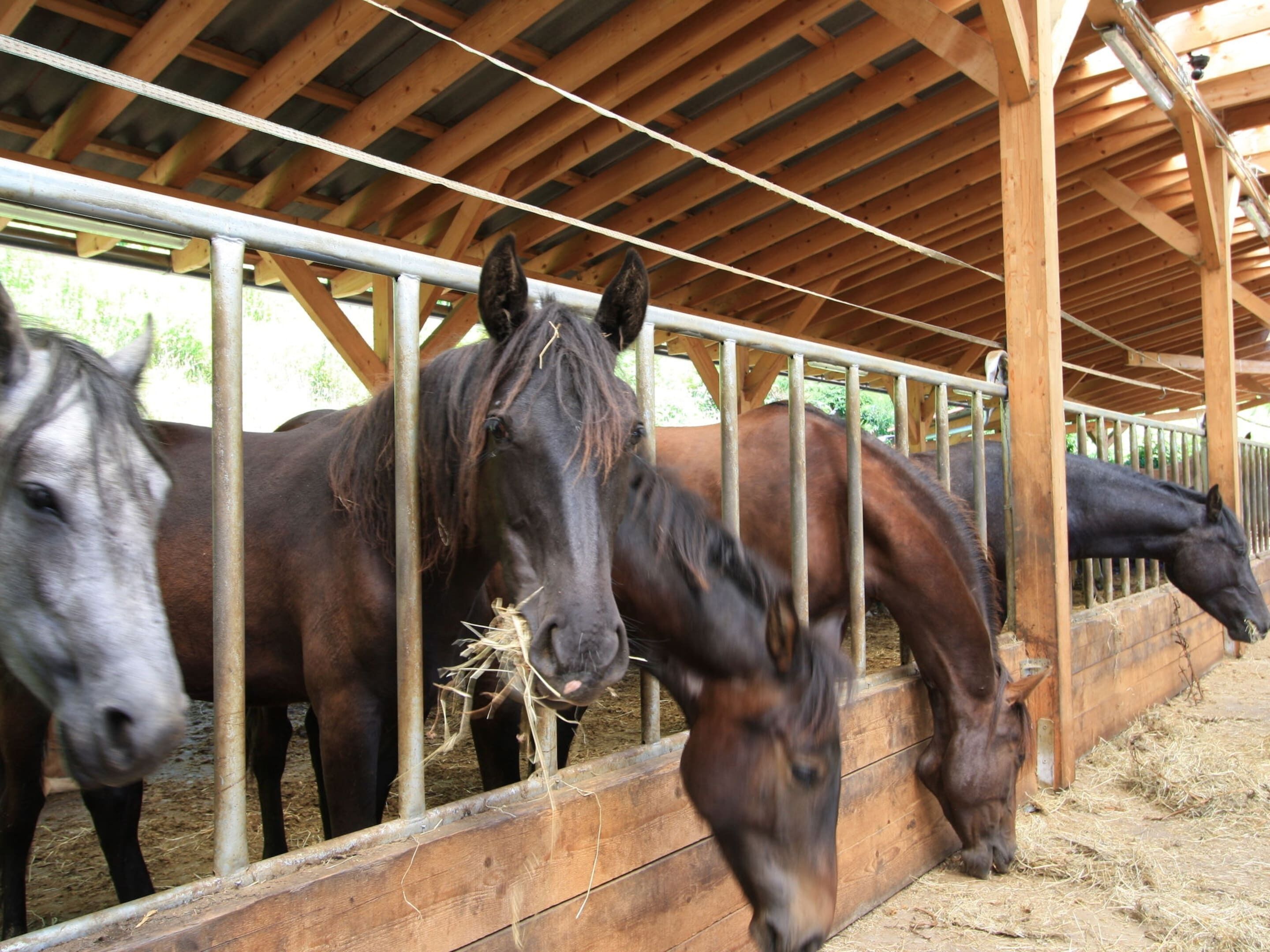 Un establo con vigas de madera y barandales de metal, que alberga varios caballos.