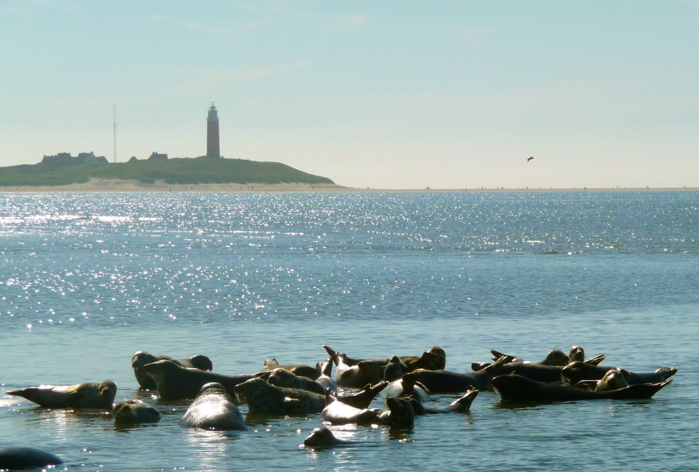 A group of seals resting in the water near a lighthouse and sandy beach.