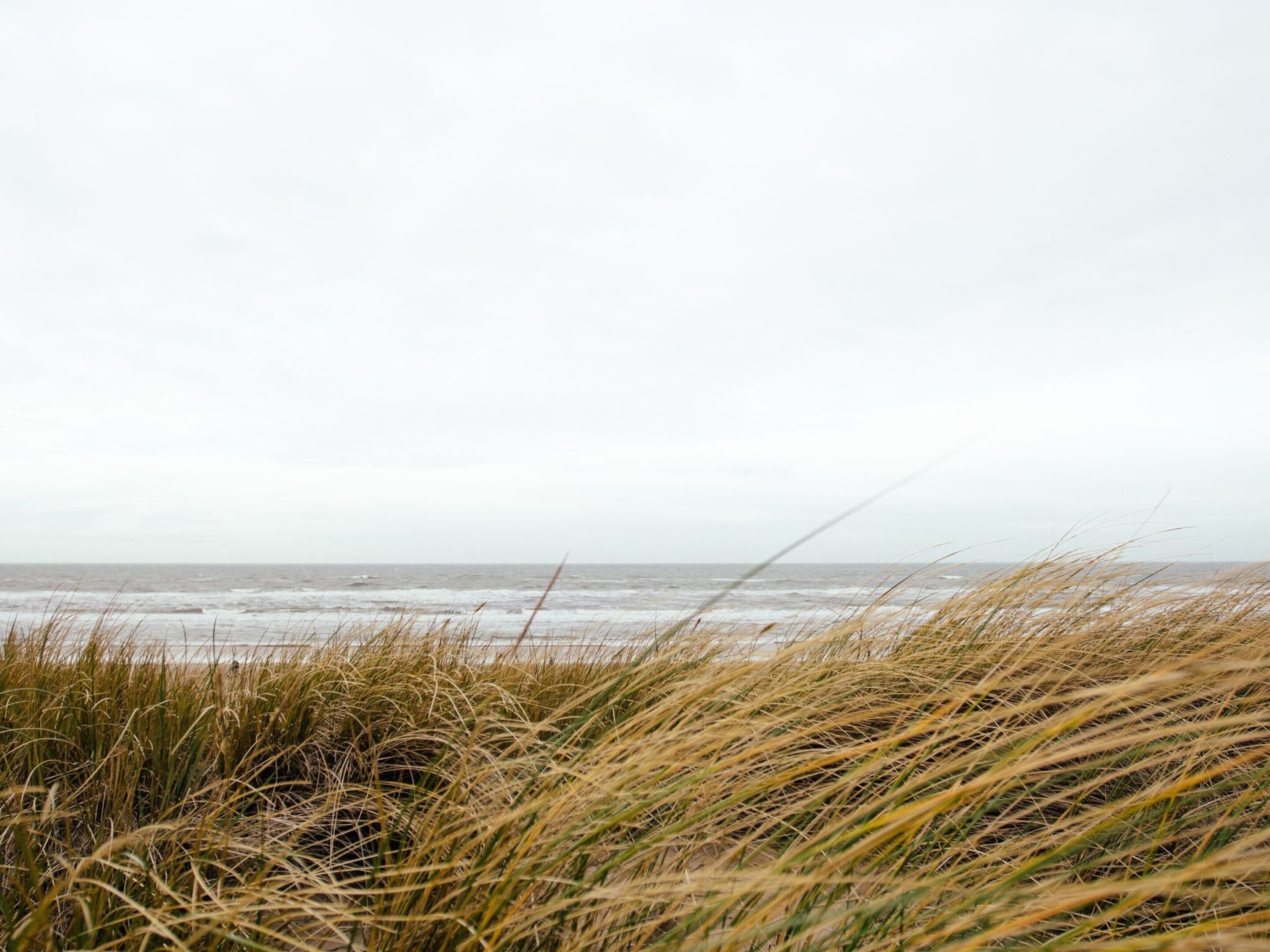 A beach with grass in the foreground and a cloudy sky.