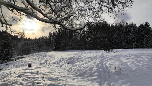 Schneebedeckte Landschaft mit einem Wald im Hintergrund und blauem Himmel.