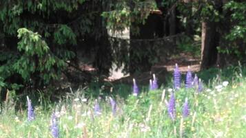 Classic Apartment, 3 Bedrooms | View from property