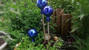 Un jardin agrémenté d’ornements en verre bleu, d’une clôture en bois et de différentes plantes vertes.