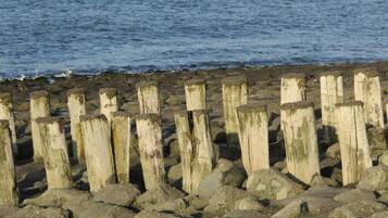 A rocky shoreline with wooden posts.