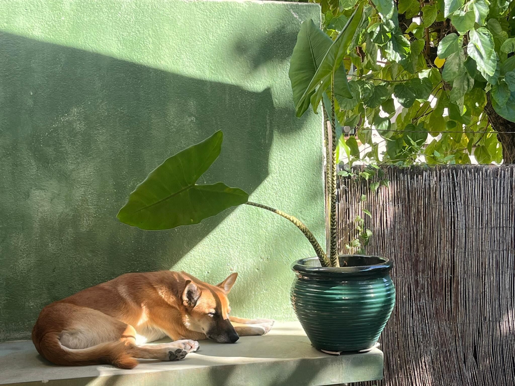 Foto - Lemon Tree GuestHouse