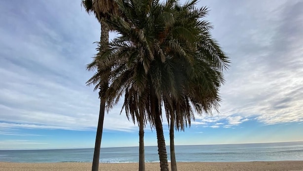 Una playa arenosa con una persona montando en bicicleta bajo palmeras.
