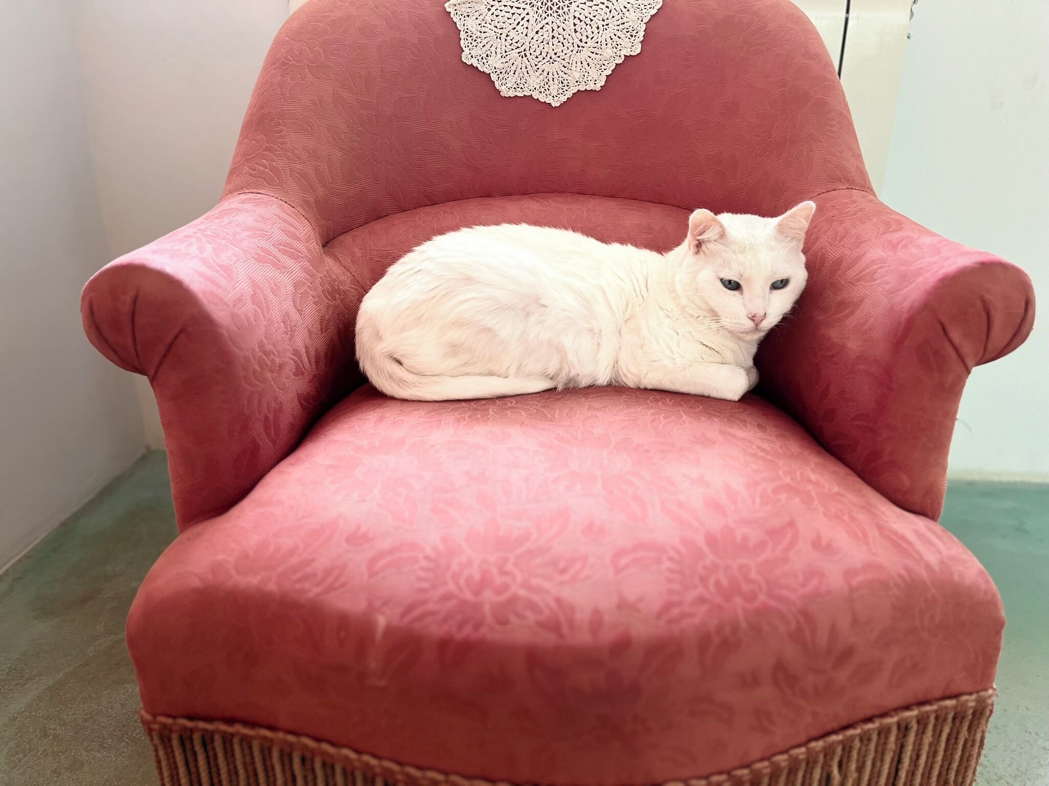 Un sillón rosa con un gato blanco acostado sobre él.