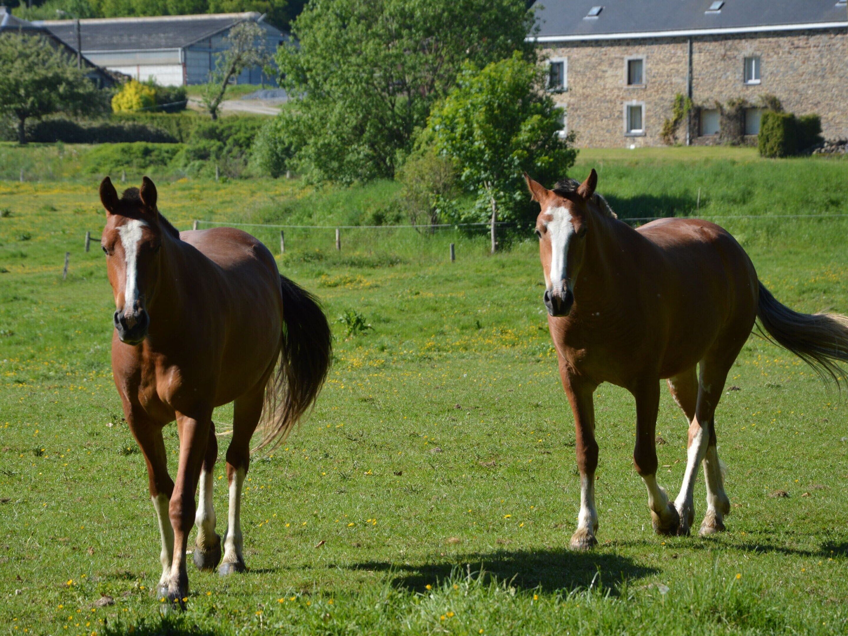 Two horses in a grassy field with a building in the background.