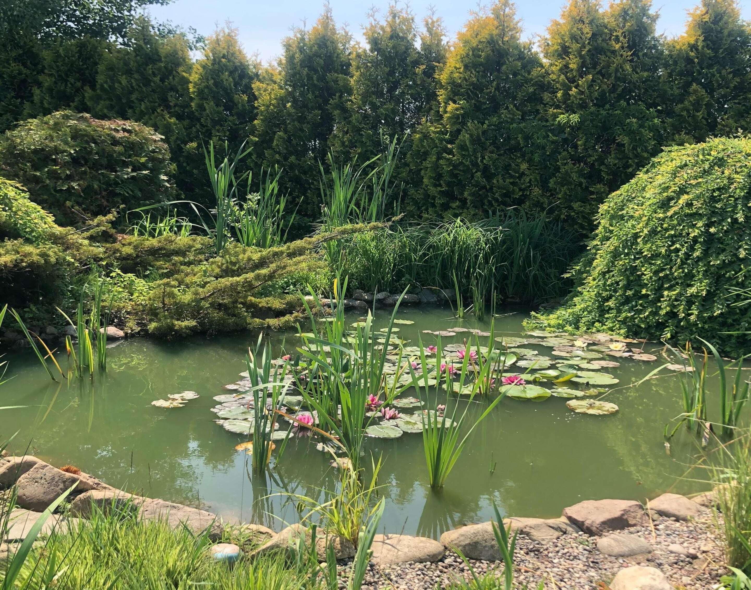 A serene pond surrounded by lush greenery and rocks.