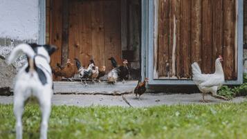 Classic-Apartment, 3 Schlafzimmer | Außenbereich