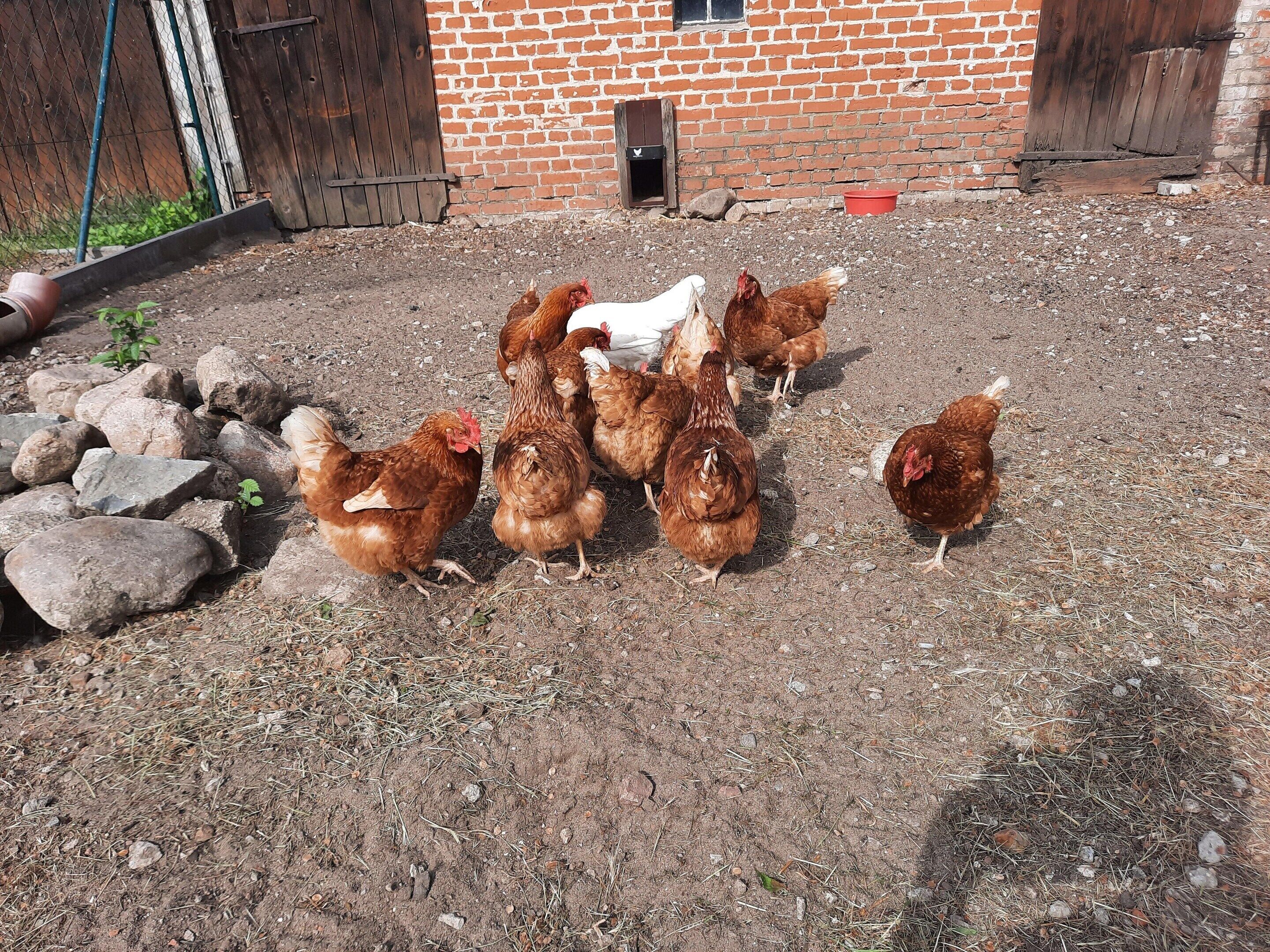 A group of chickens gathered on a gravel surface with a brick building in the background.