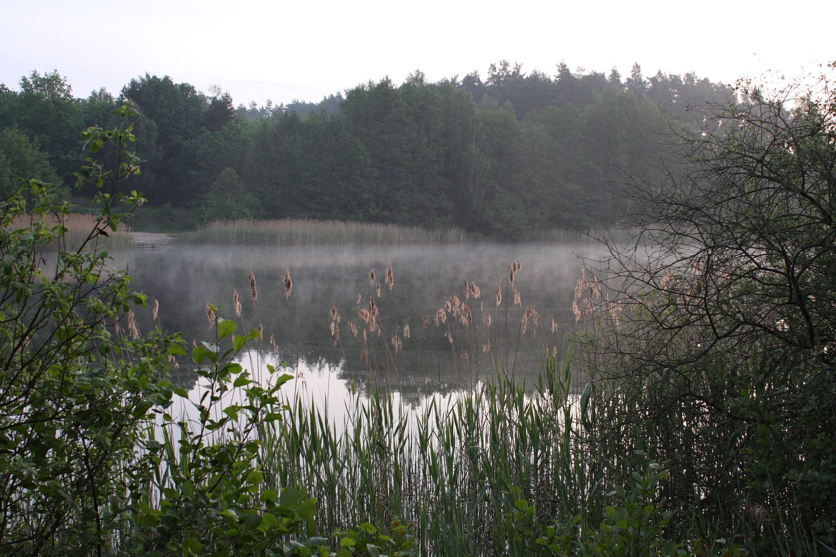A serene lake surrounded by dense forest.
