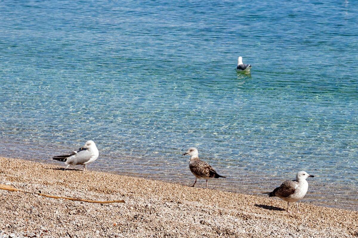 A beach with three seagulls on the shore and one in the water.