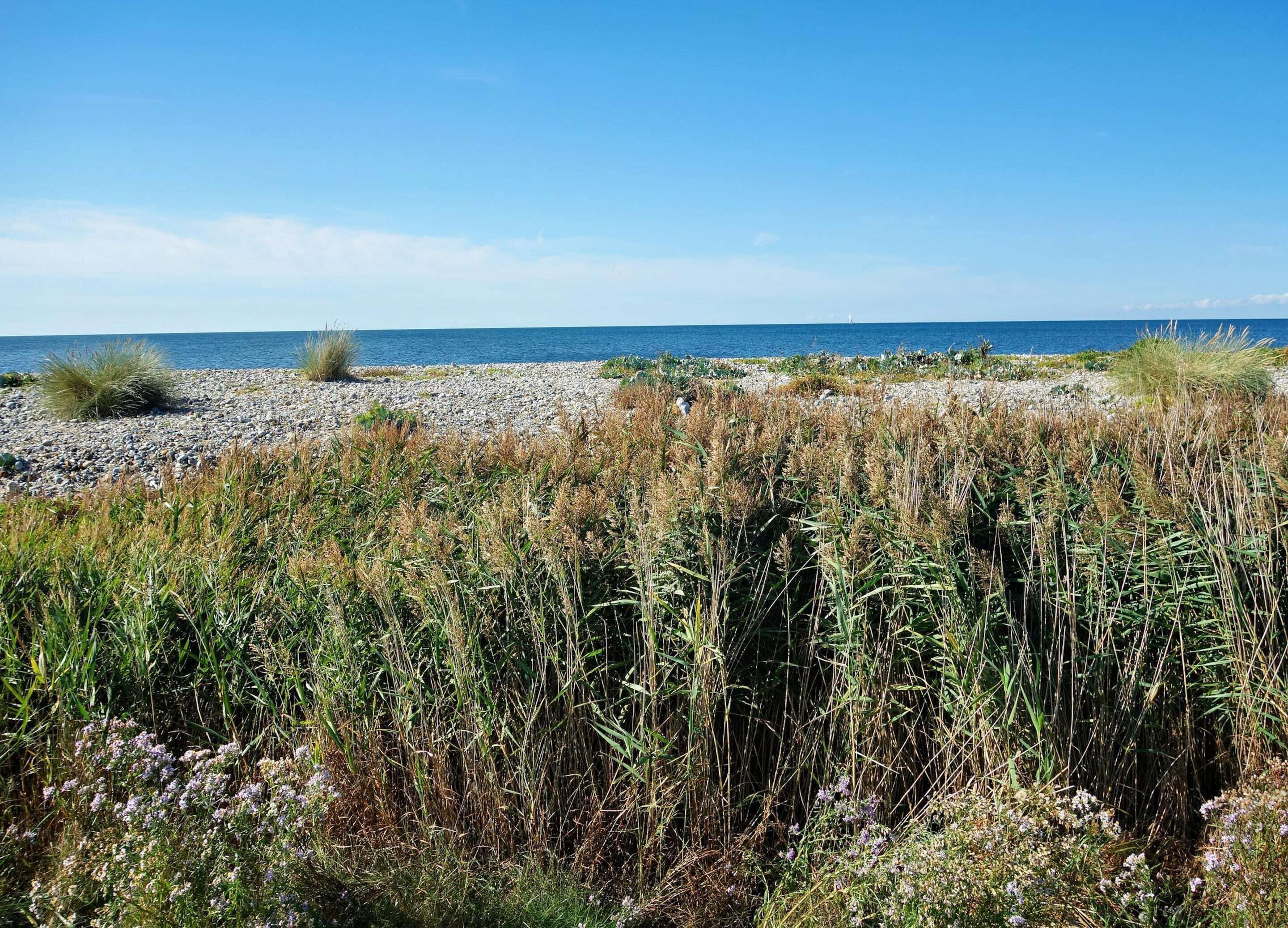 A coastal landscape with a pebbly beach and dense vegetation in the foreground.