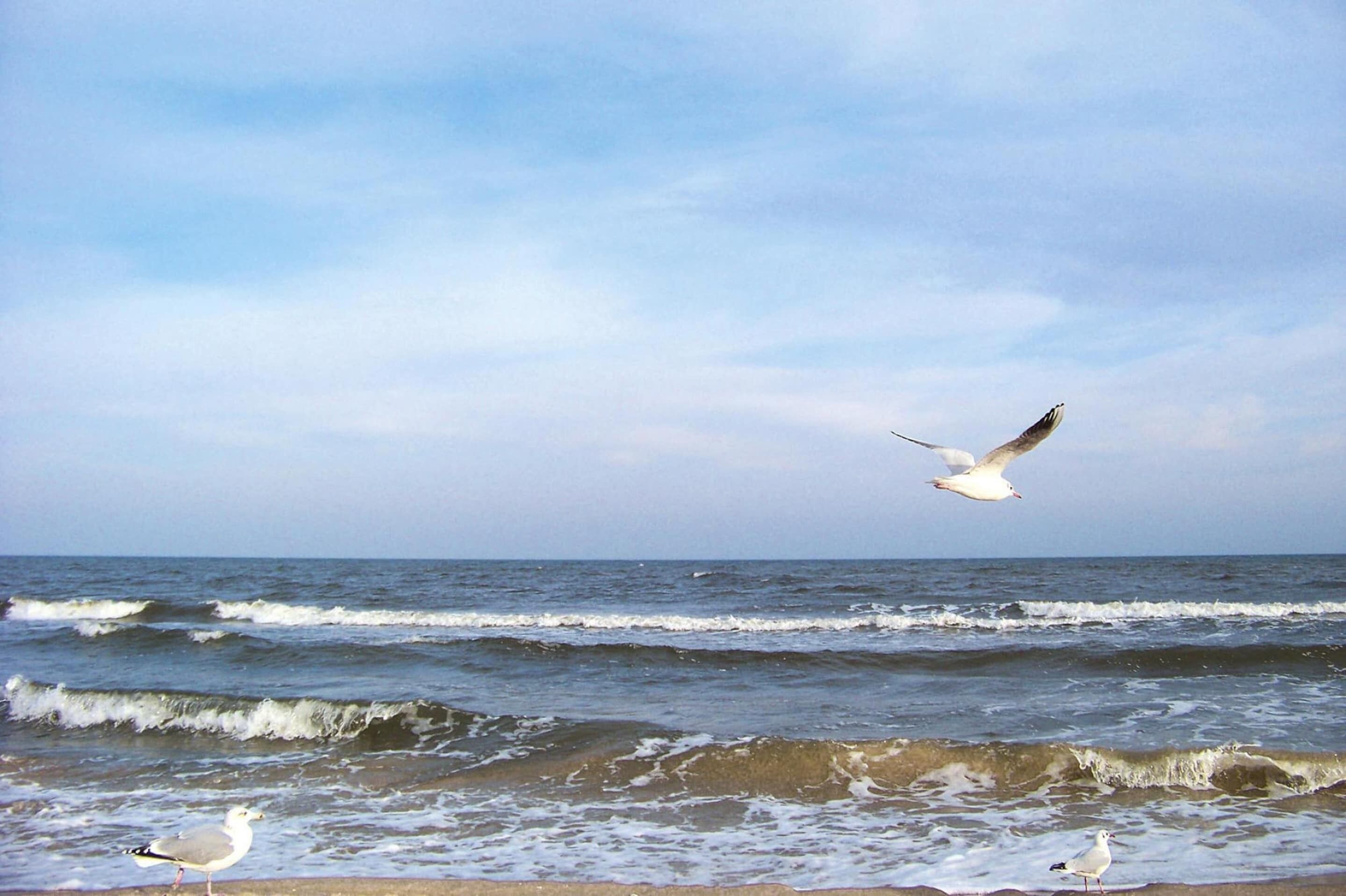 Une scène de plage avec des vagues et des mouettes.