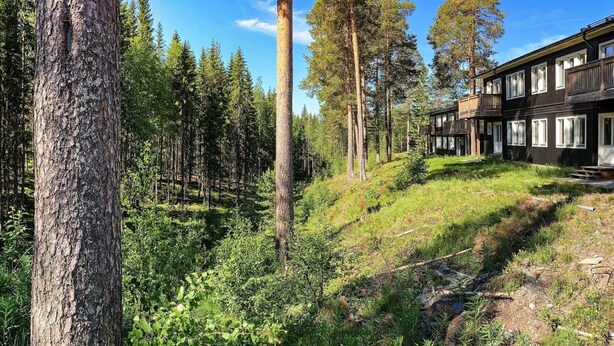 Une cabane aux murs en bois, entourée d’une forêt où s’élèvent de grands arbres et où le sous-bois est dense.