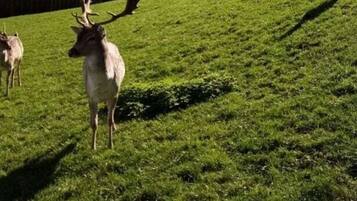 House | Property grounds