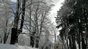 A snow-covered pathway leading to a building with a triangular roof and a lantern on top, surrounded by tall trees. - Amazing Apartment in Cavalese With Shared Terrace (Cavalese)