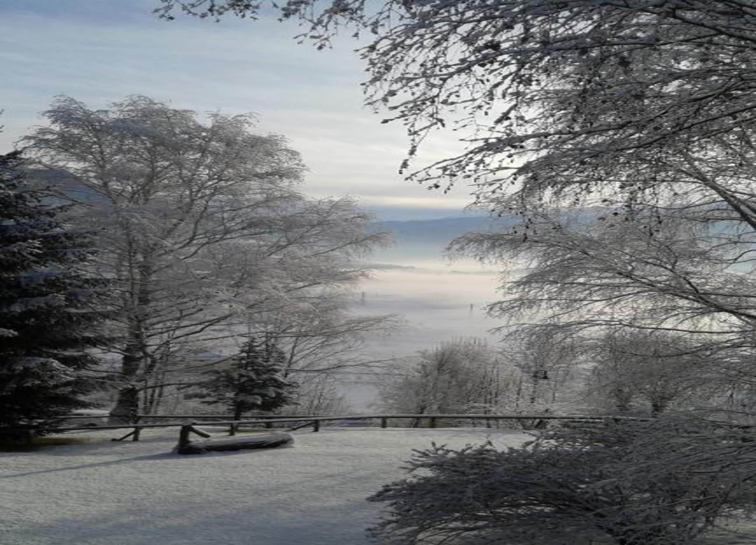 A snowy landscape with trees and a bench.
