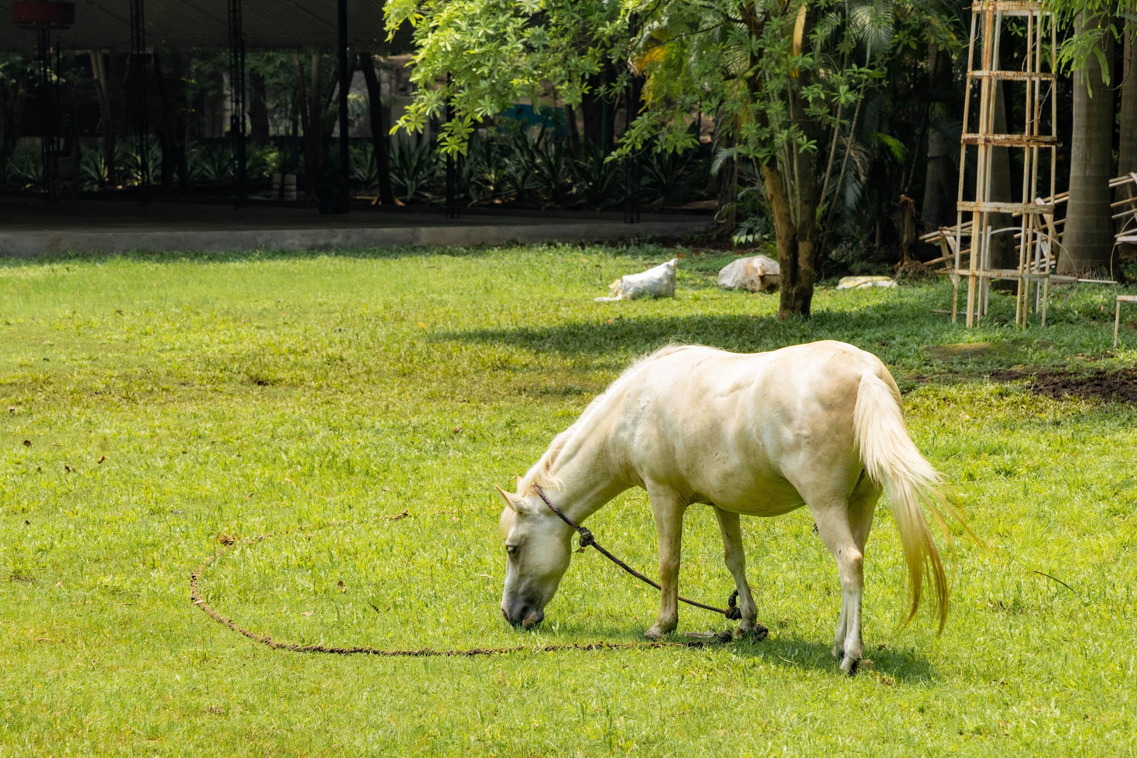 A white horse grazing in a grassy field with trees and a bamboo structure in the background.