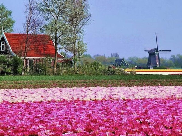 A traditional Dutch windmill and a house with a red roof in a rural setting. - Apartment With Terrace With Sufficient Garden (Callantsoog)