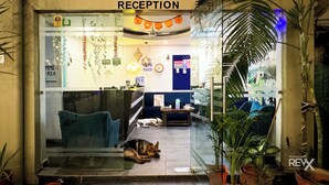 Una zona de recepción con puerta de cristal, un sofá azul, un perro acostado en el suelo y varias plantas.