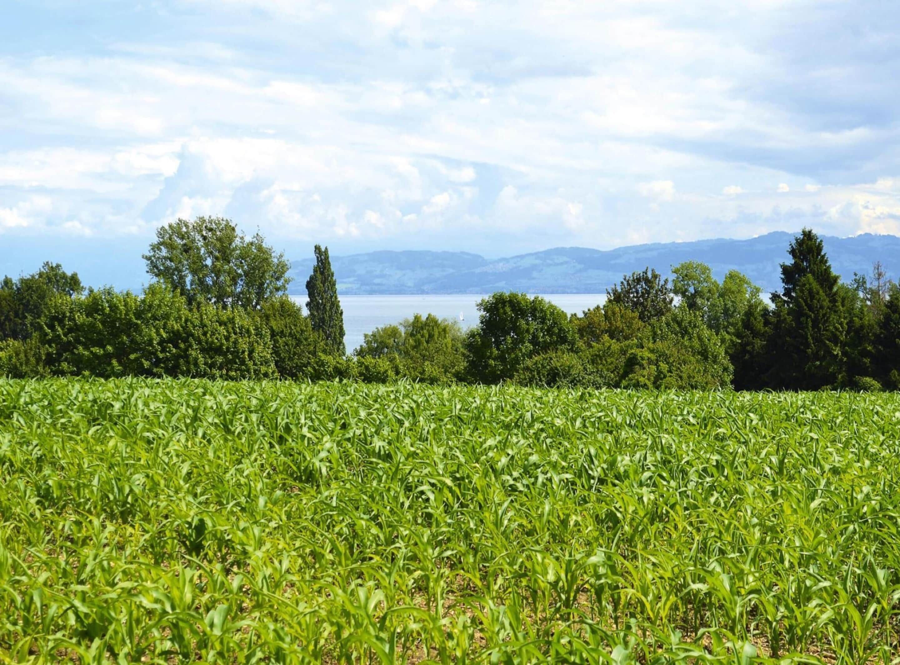 Un champ de cultures avec un lac et des montagnes en arrière-plan.