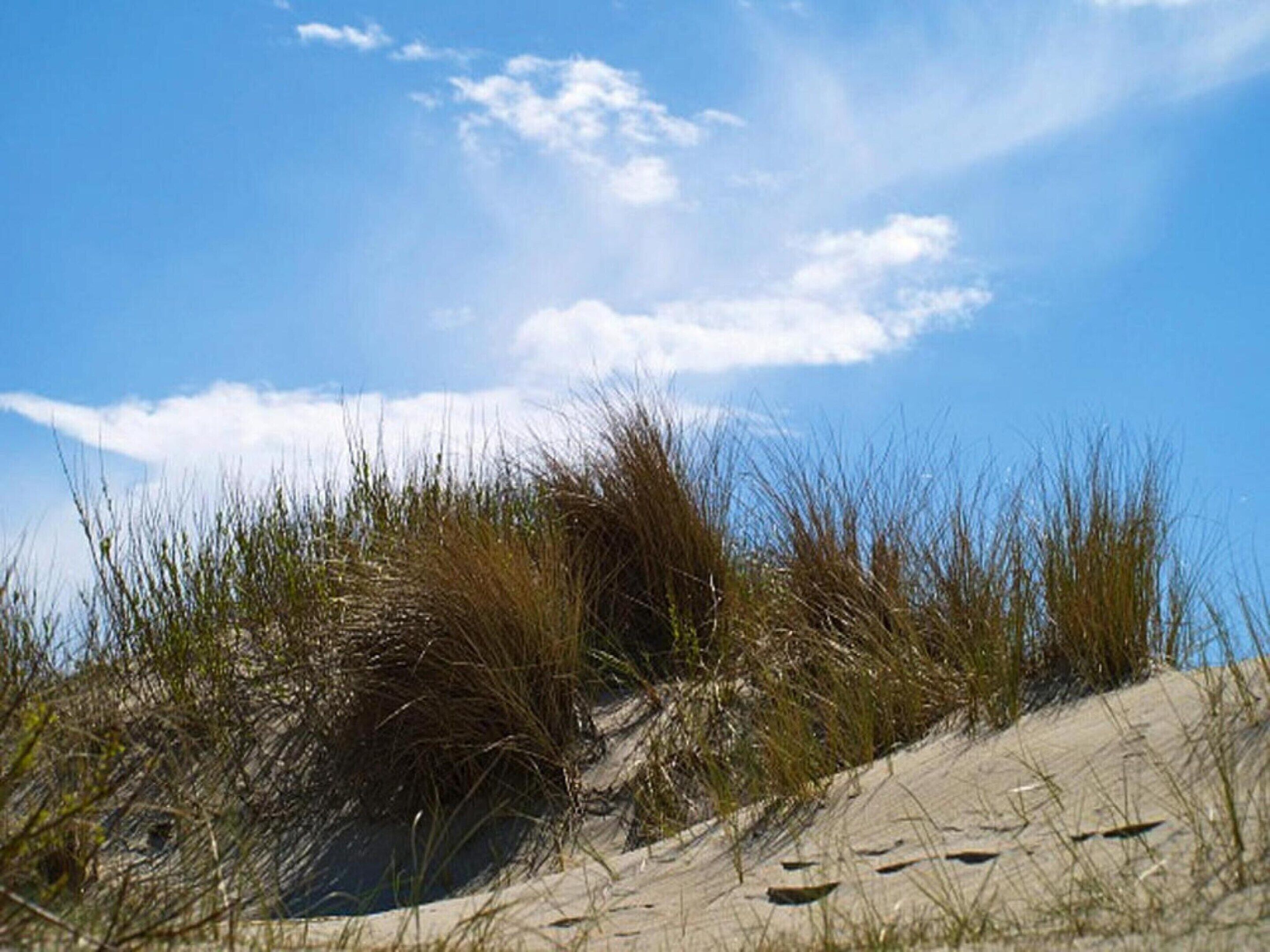 Paisagem de dunas arenosas com vegetação rala.