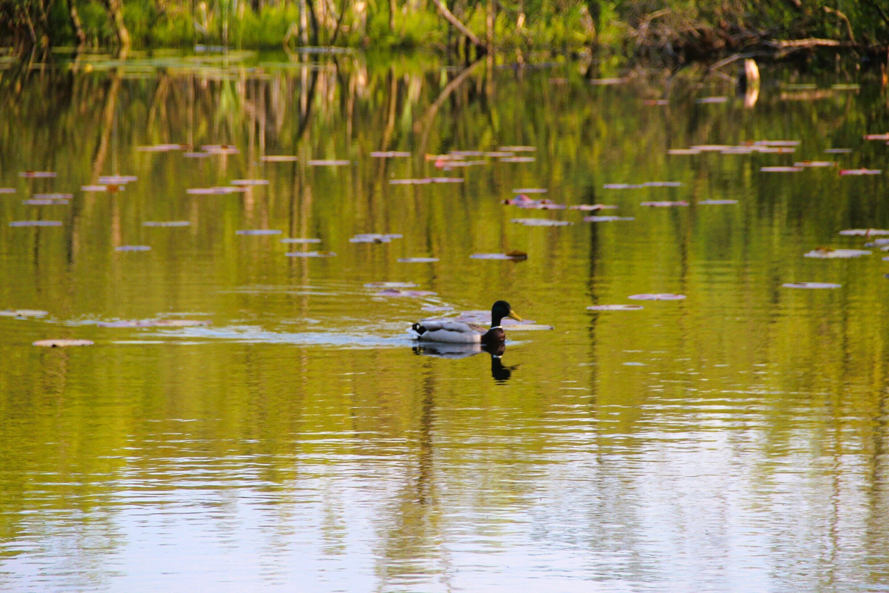 A duck swimming in a pond with lily pads and green vegetation in the background.