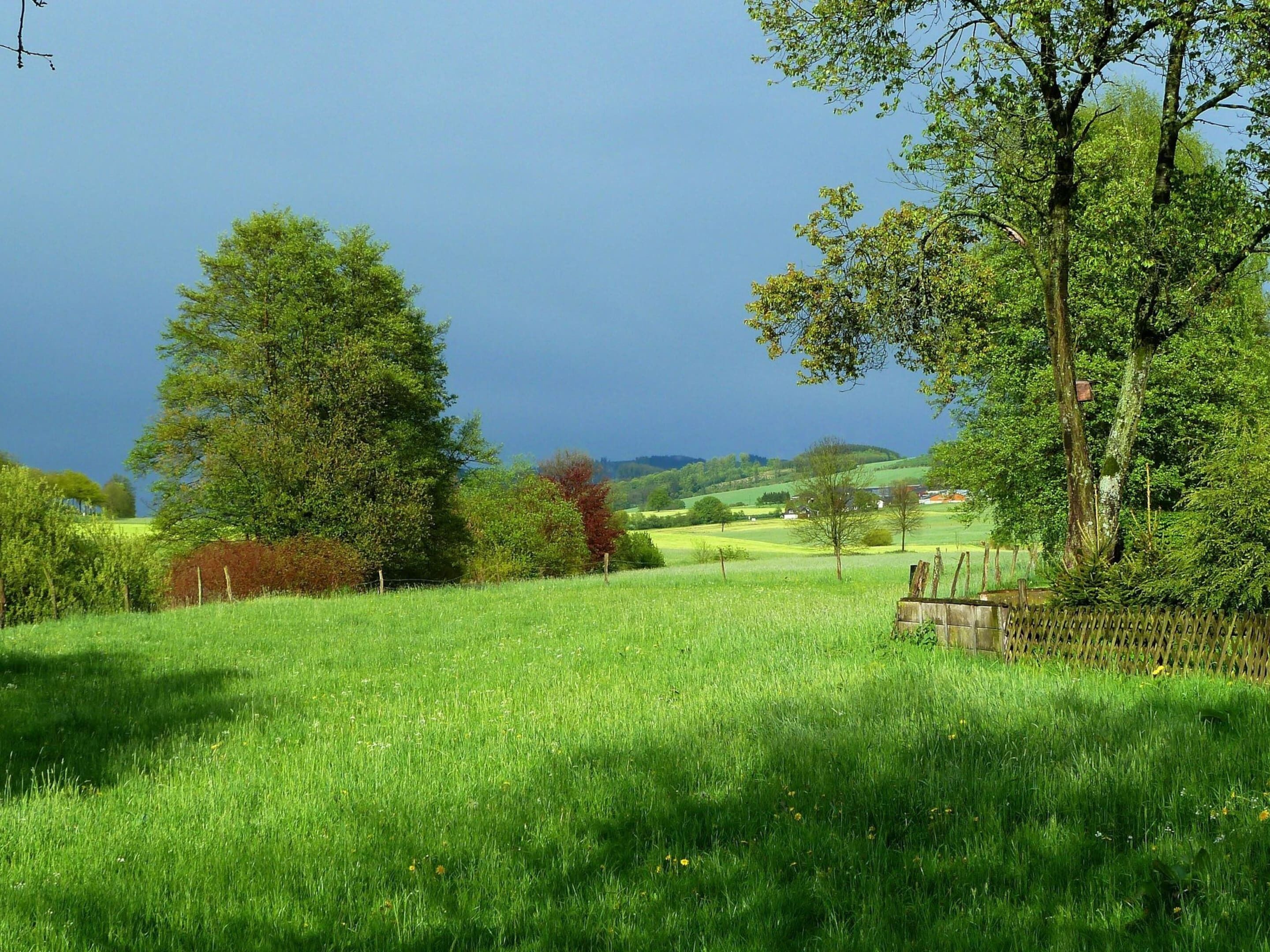 A grassy field with trees and a fence.