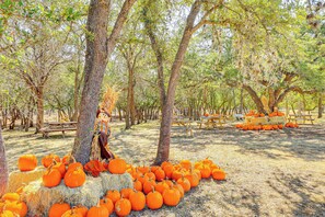 Interior - Rescue Ranch Retreat w/ Goats, Horses & Chickens! (Bulverde)