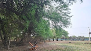 A backyard with a wooden chair, a small table, and a dog.