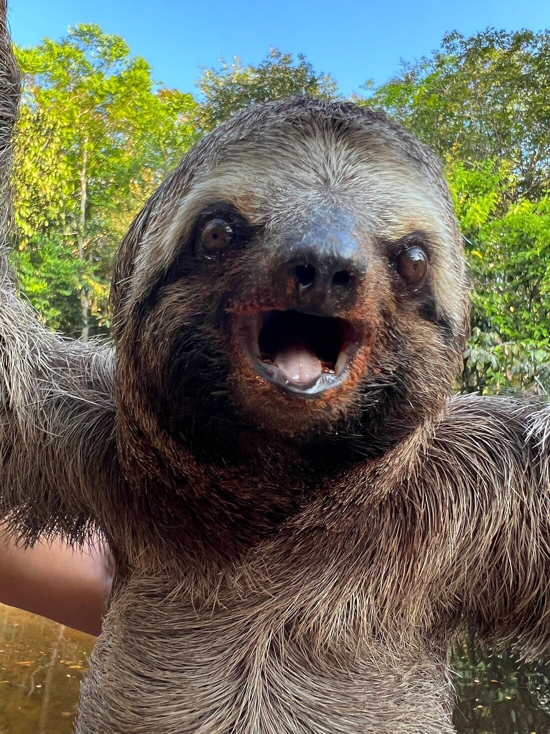 A sloth with wet fur and its mouth open, set against a backdrop of green foliage and a clear blue sky.
