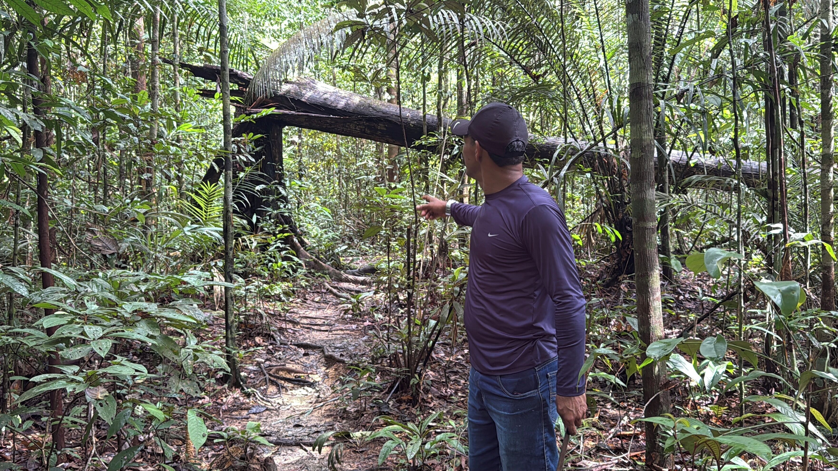 A person standing in a forested area with a fallen tree and dense vegetation.