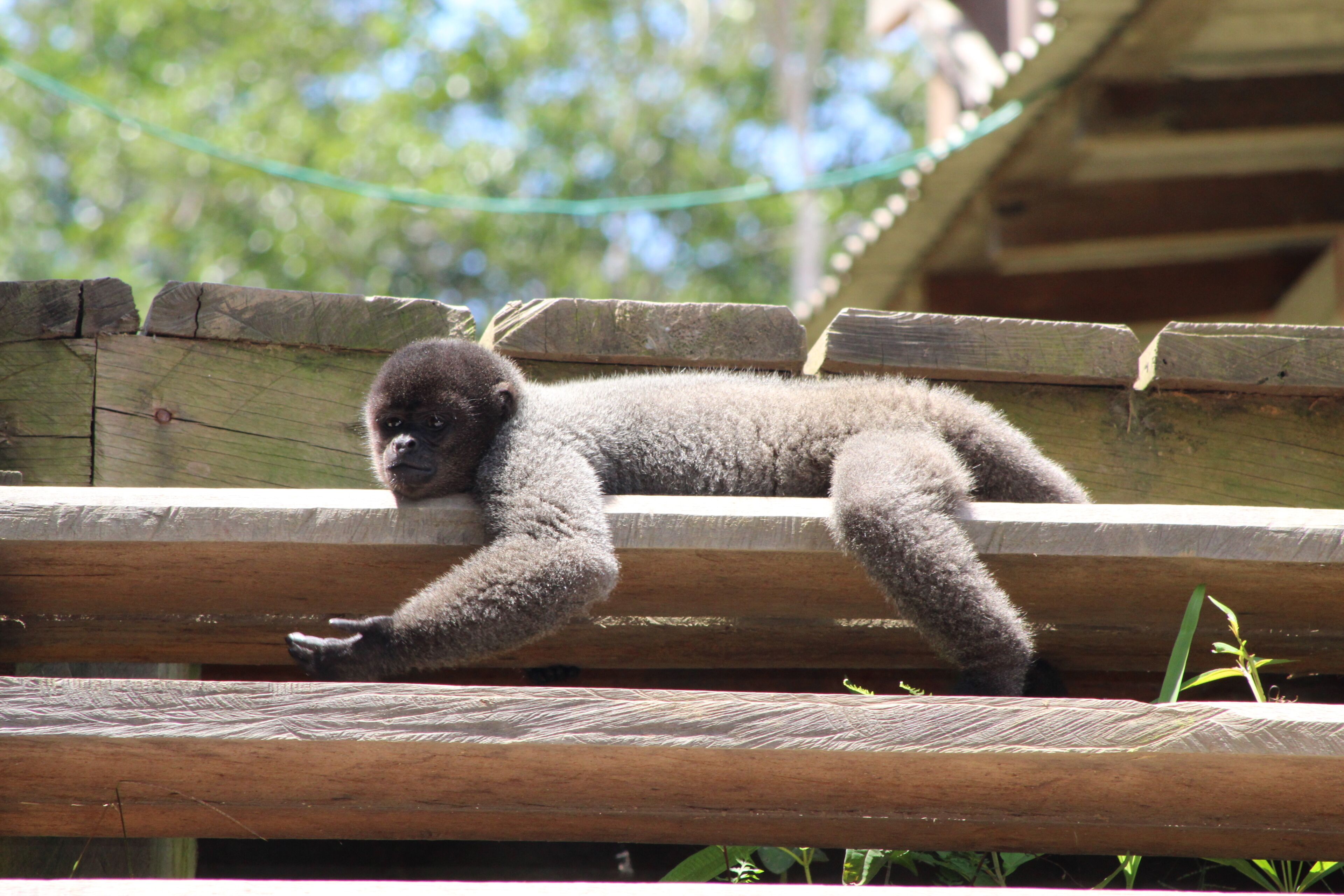 Un petit primate qui grimpe sur une structure en bois.