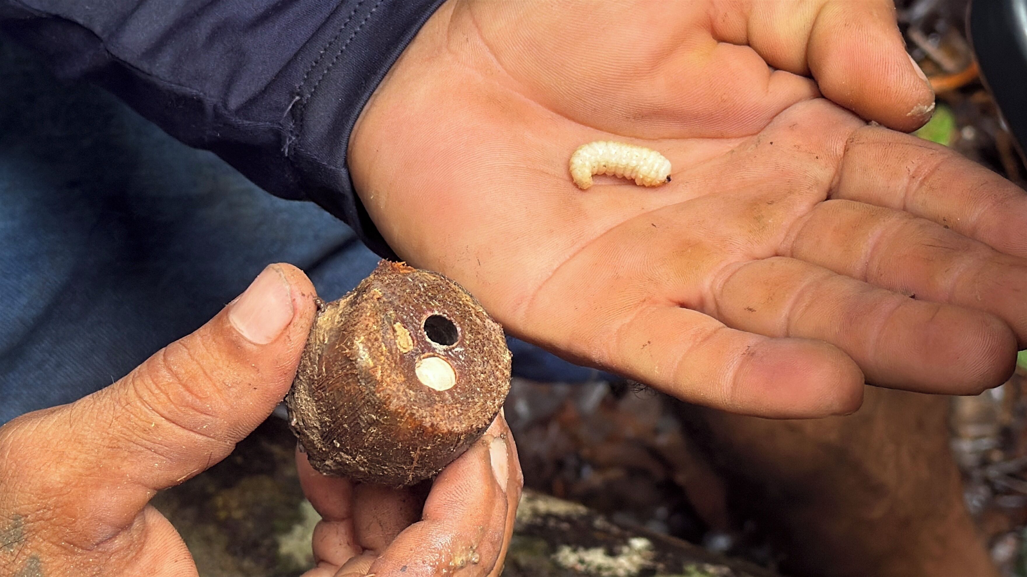 A hand holding a small, round object with a hole and a caterpillar on a palm.