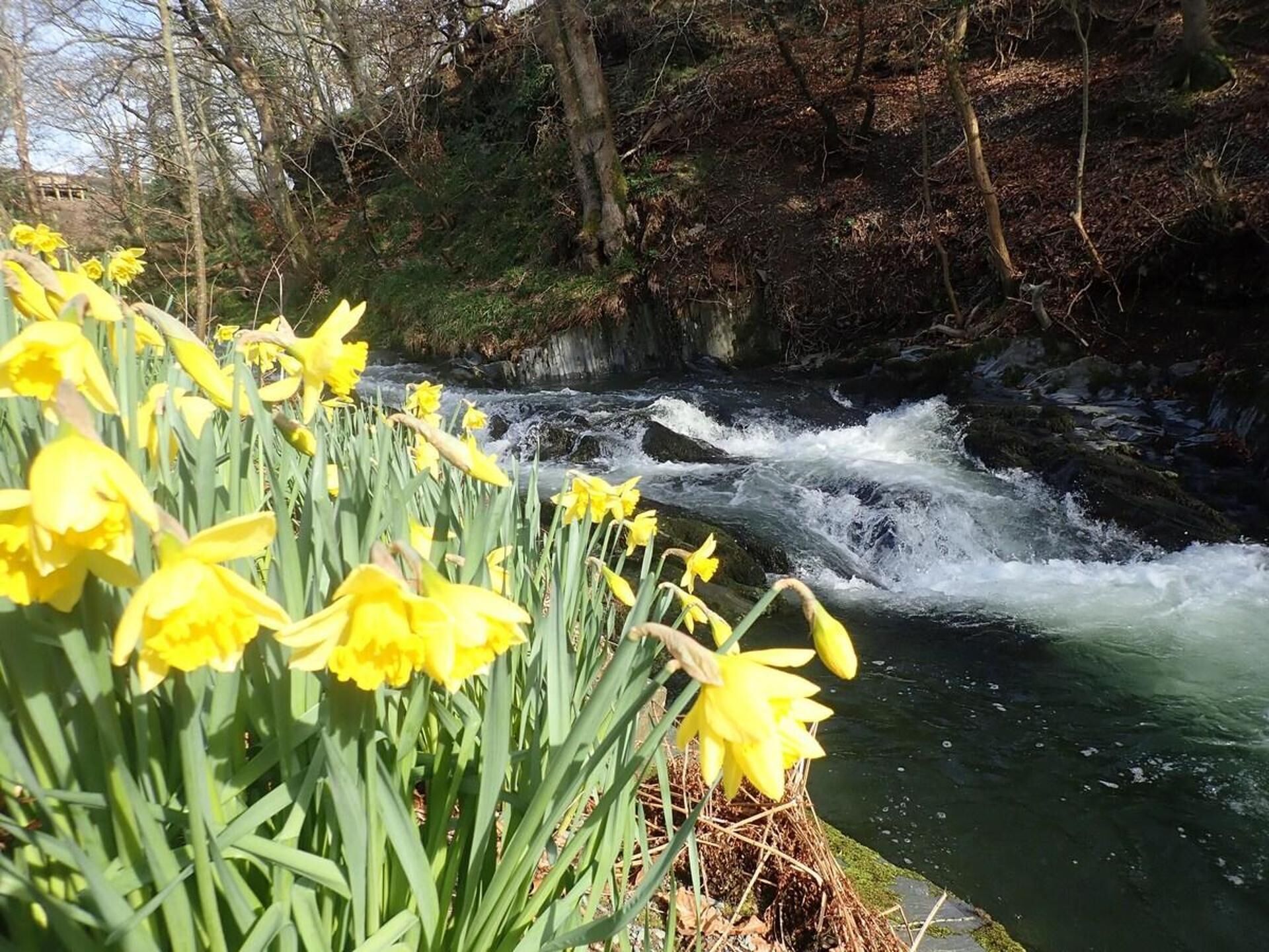 A river with flowing water, surrounded by trees and yellow daffodils.