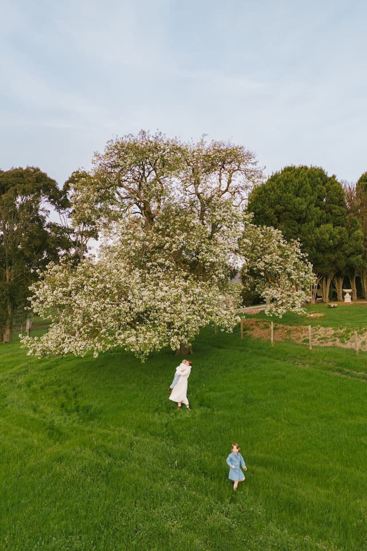 Un grand arbre aux fleurs blanches, situé dans un champ d’herbe.