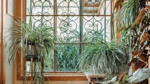 A room with a large window, a wooden bench, and potted plants.