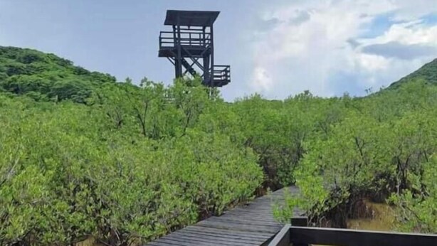 A wooden boardwalk leading through a mangrove forest with a lookout tower in the distance.