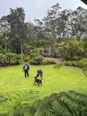 Property grounds - Aloha Junction Guesthouse Suites, stay and explore Kilauea Volcano Hawaii (Volcano)
