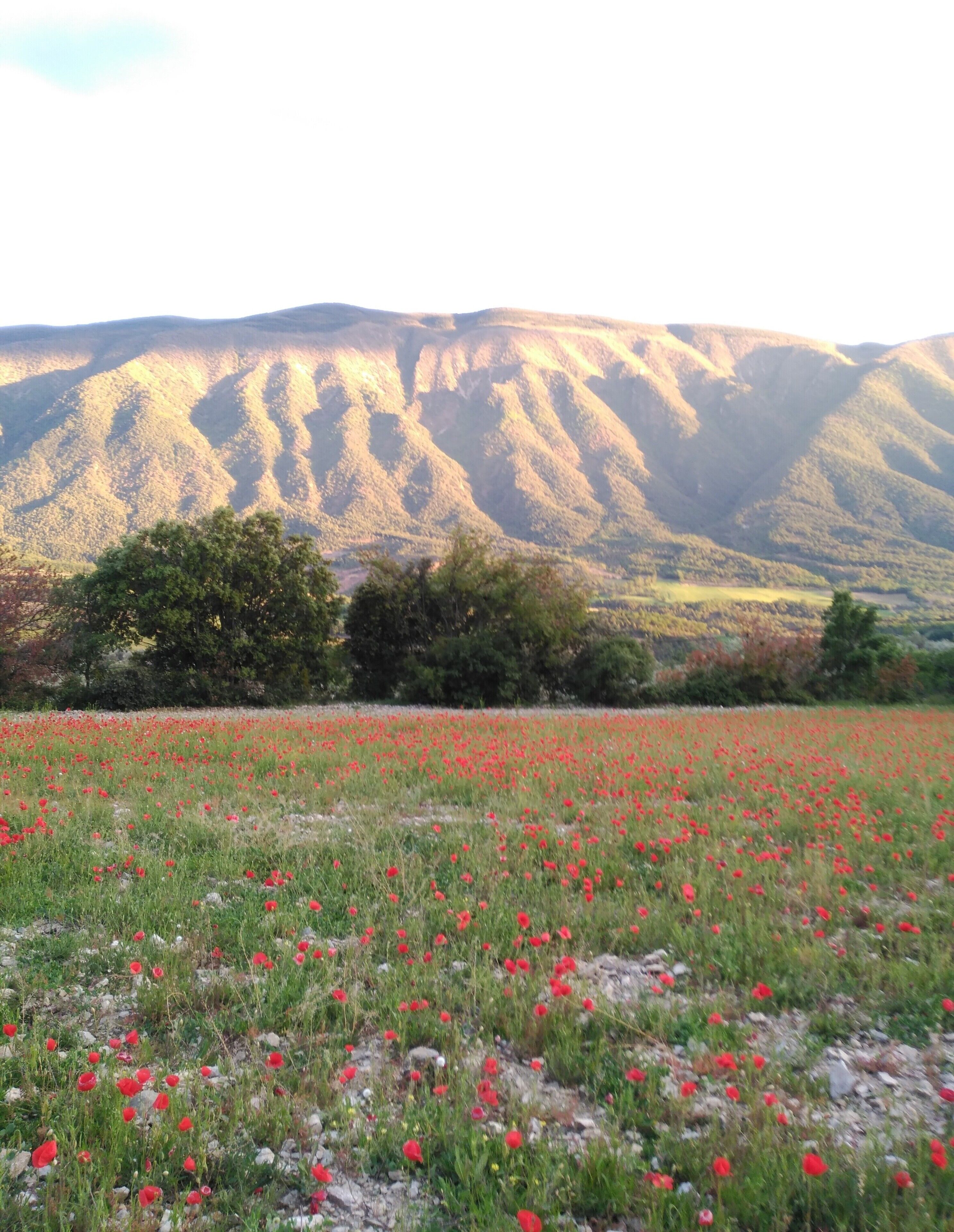 A field of red poppies with a mountainous backdrop.