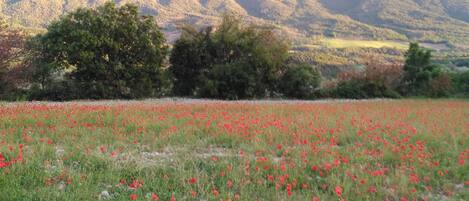 A field of red poppies with a mountainous backdrop.