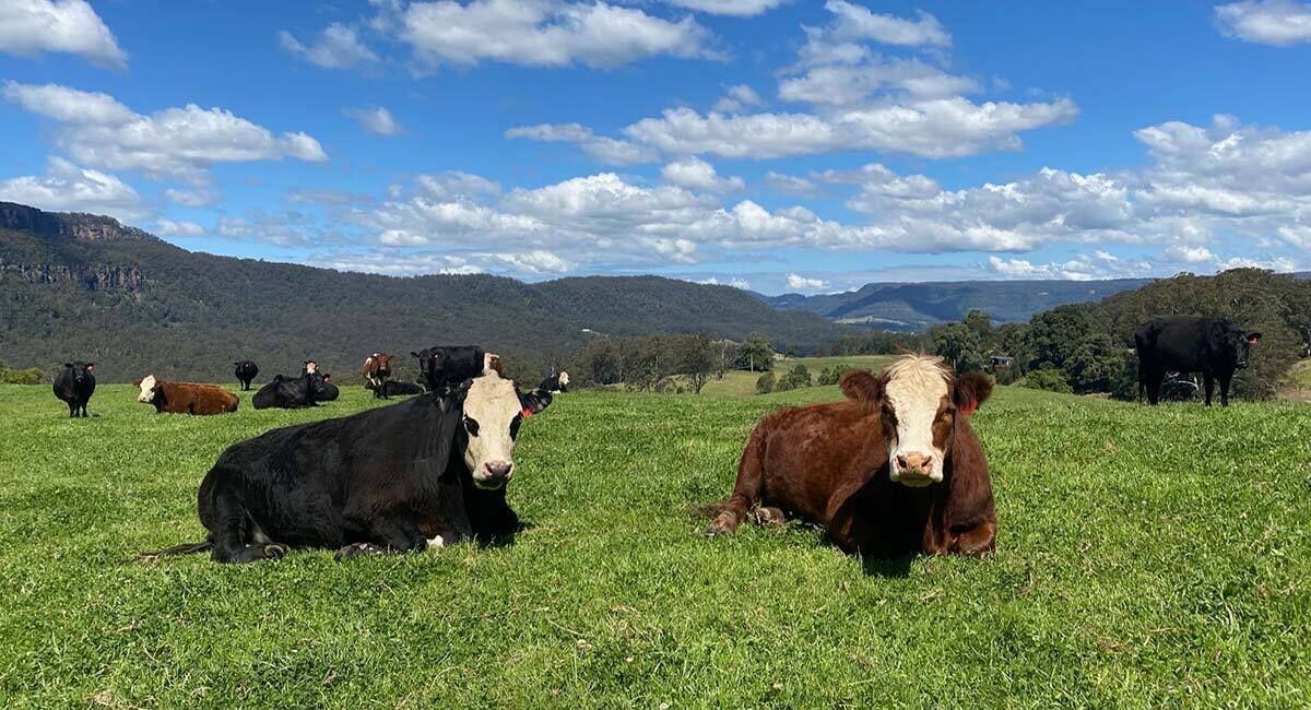 A grassy field with cows.
