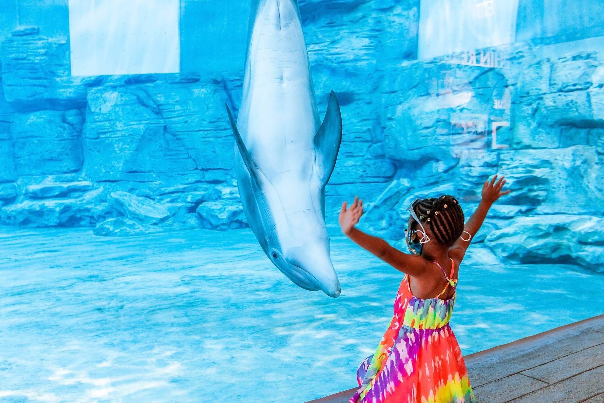 Un dauphin se produisant dans une piscine dont le fond est constitué d'un mur rocheux.