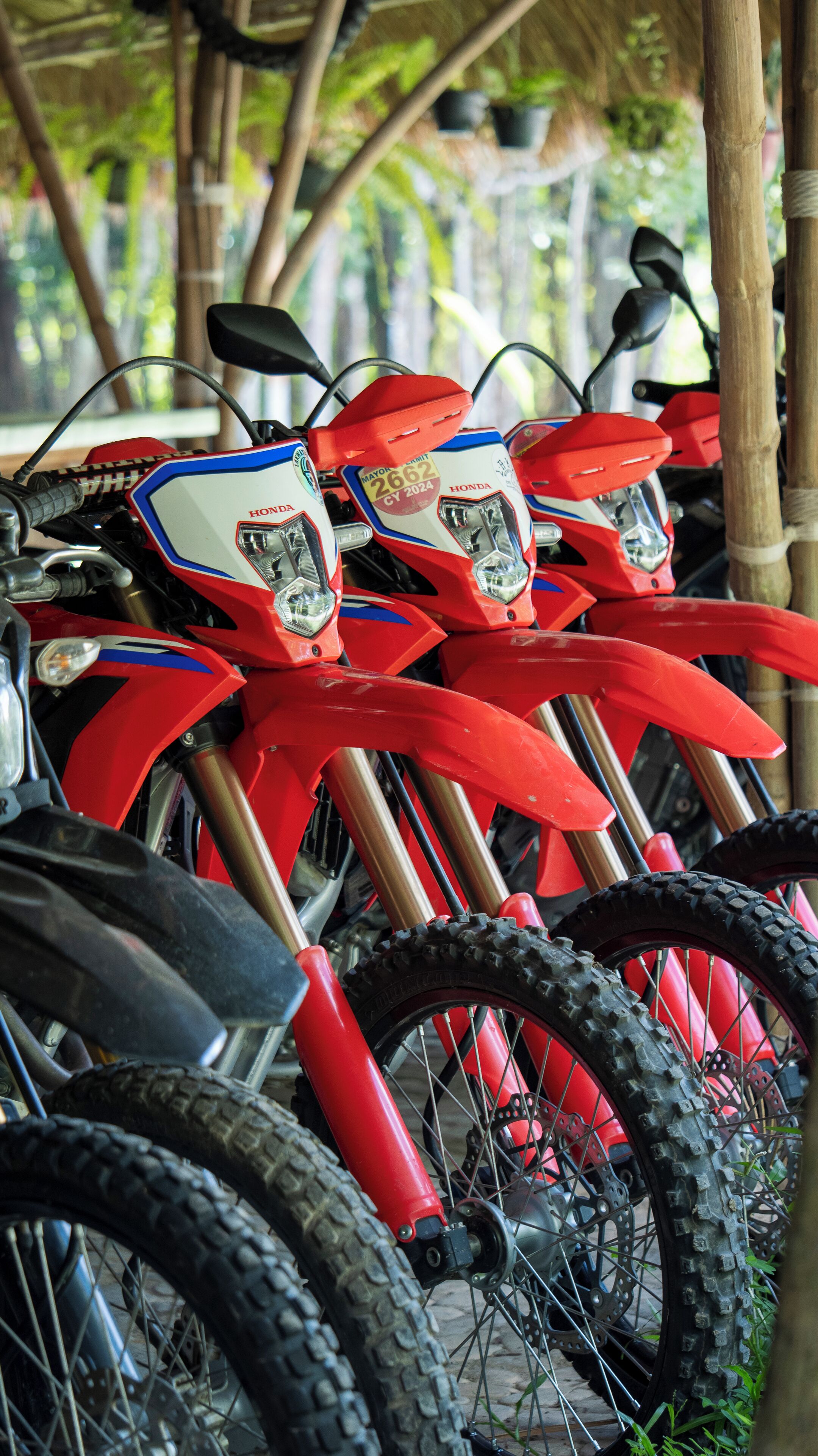 Varias motocicletas rojas estacionadas al aire libre, con matrículas y manillares visibles.