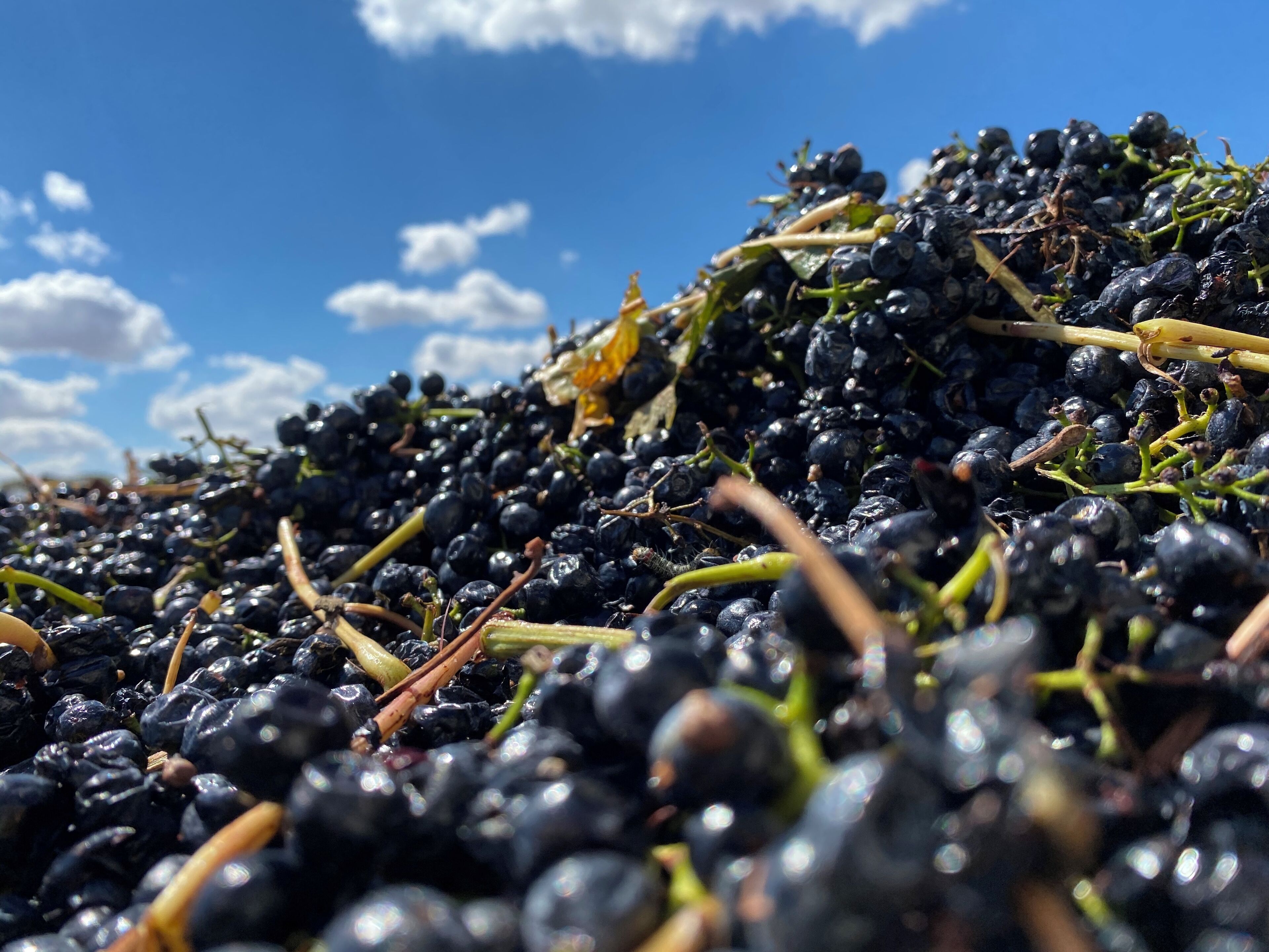 A vineyard with rows of grapevines and clusters of dark grapes.