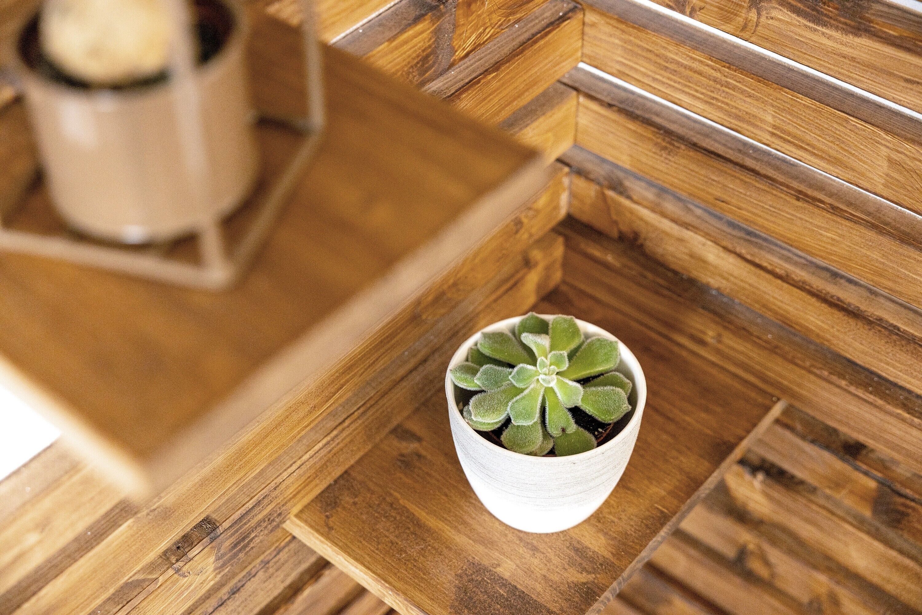A wooden floor with a white pot containing a green plant.